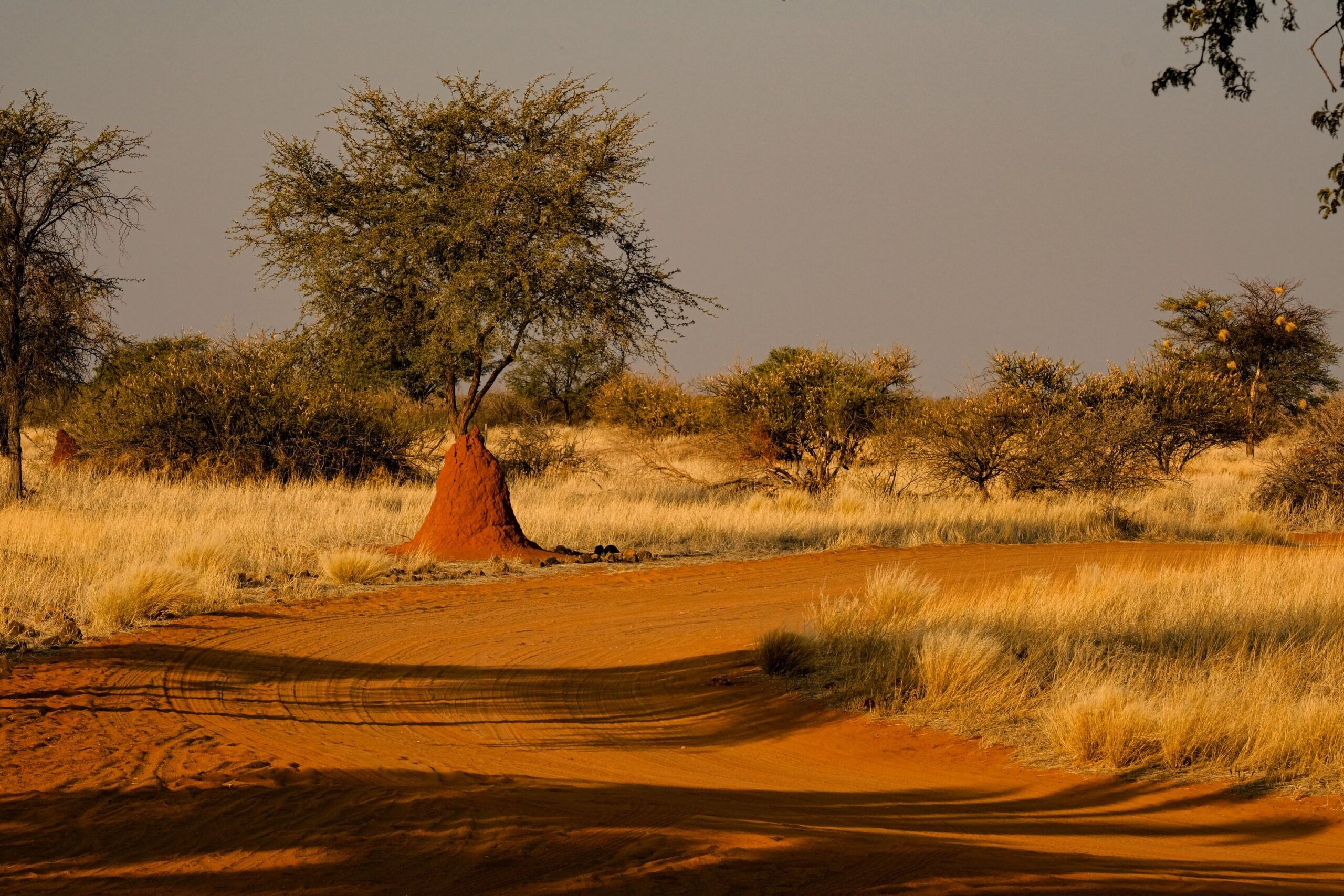 Termite mound at golden hour - Website pics