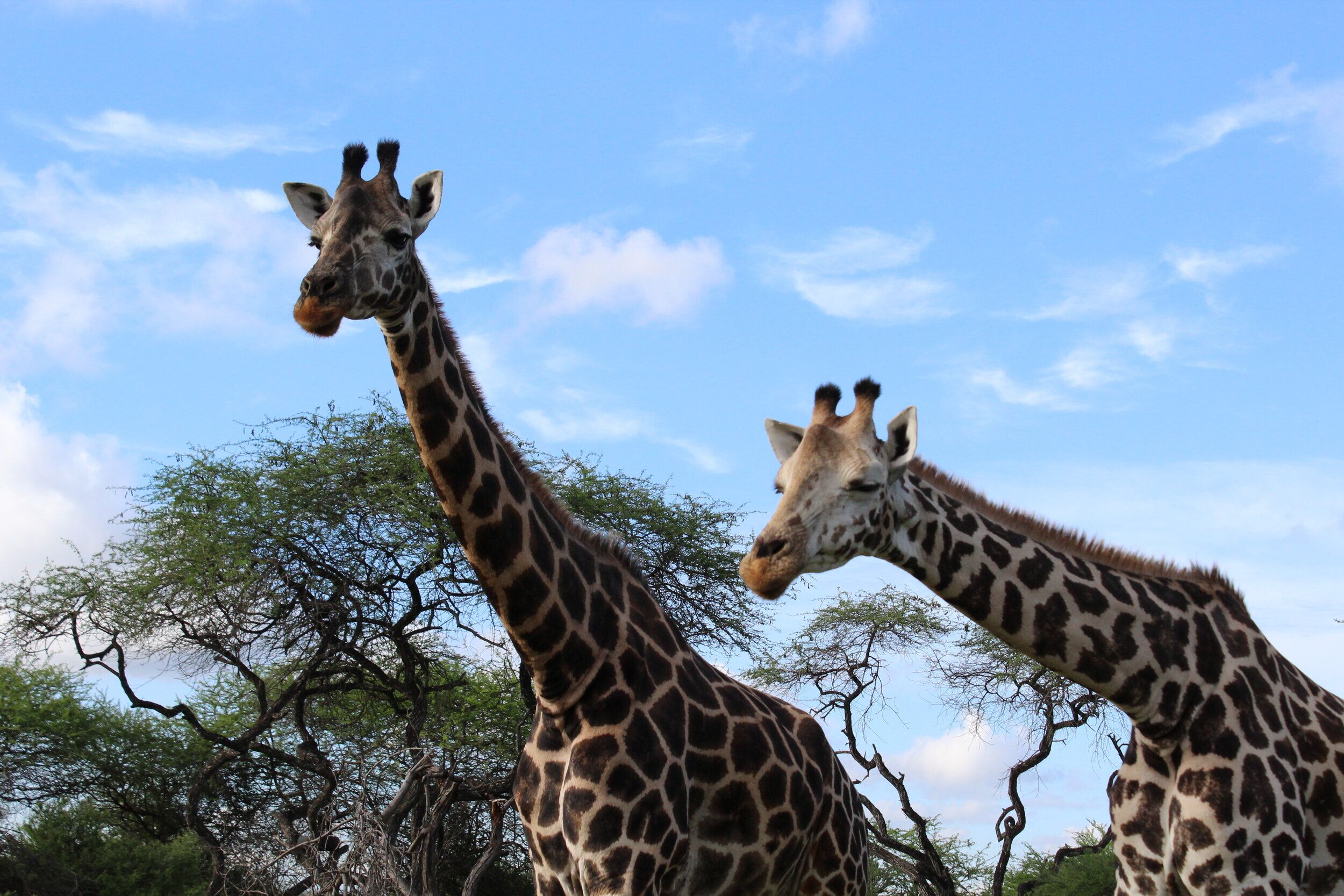 Nguuni Nature Sanctuary - begeleide wandeling, giraffen kijken, sundowner en kampvuur