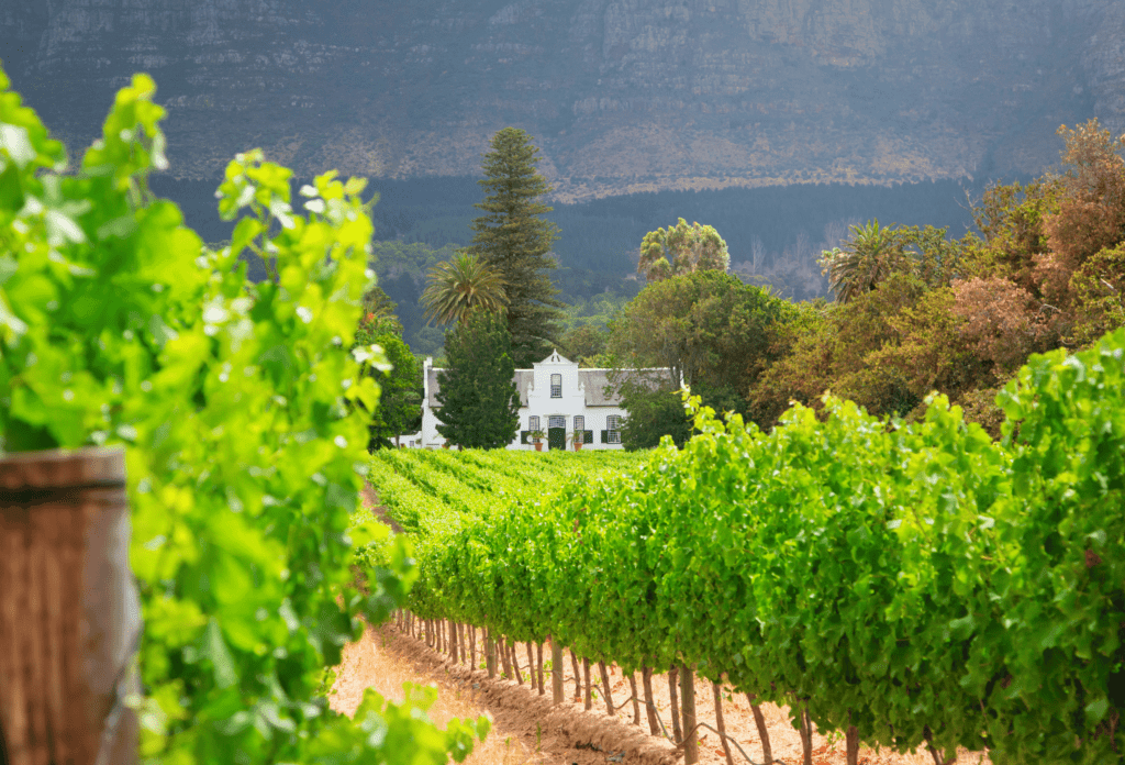 Wijngaarden in Stellenbosch, Zuid-Afrika