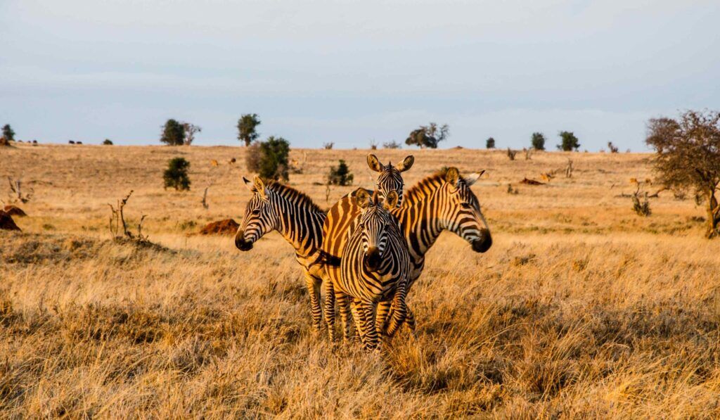 Vier zebra’s die in een cirkel staan tijdens het gouden uur in Tsavo West National Park, Kenia