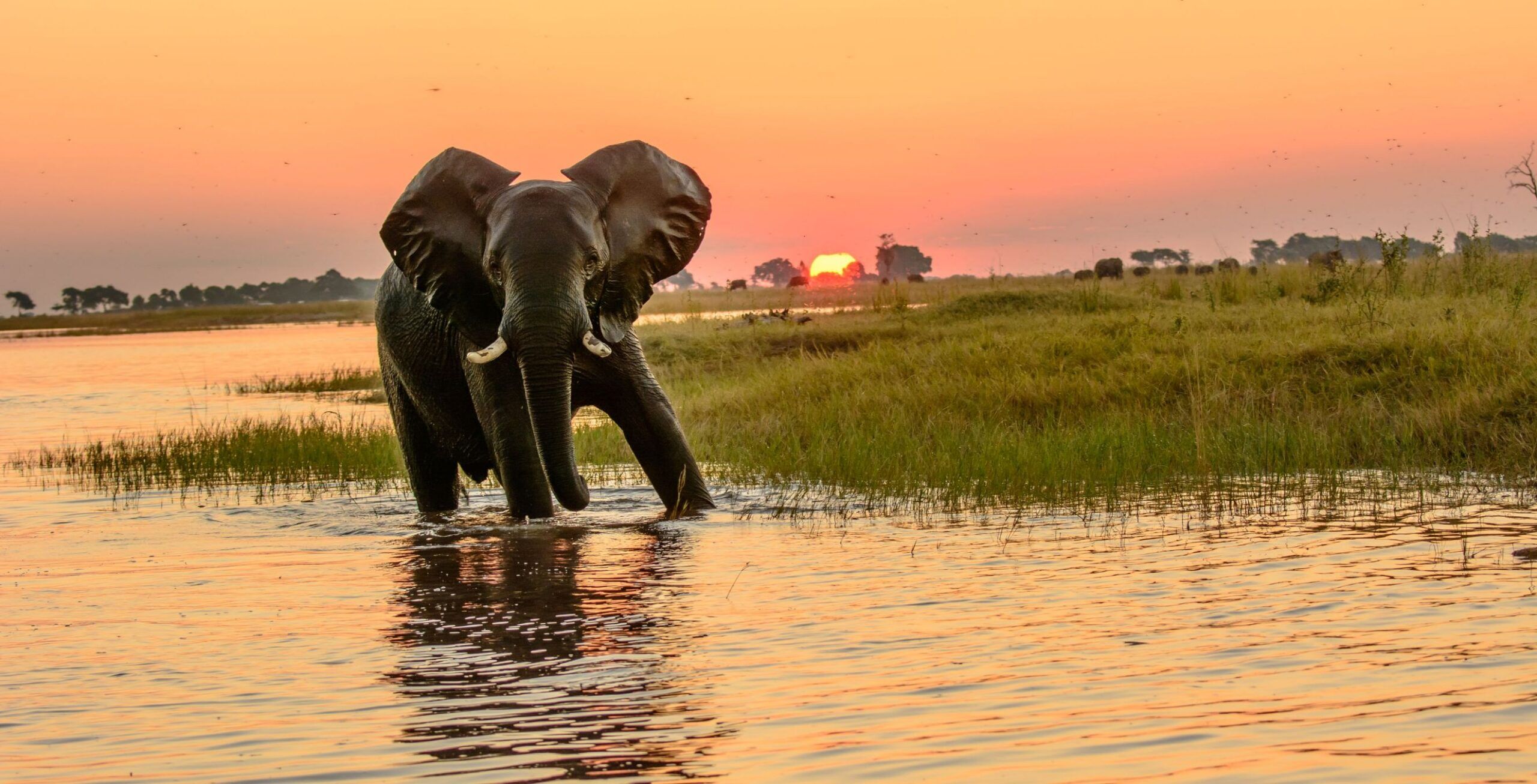 Chobe Rivierfront (Chobe National Park)