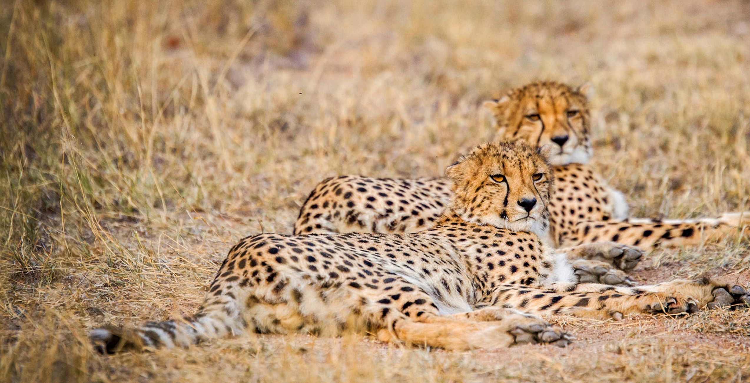 Khwai Community Concession