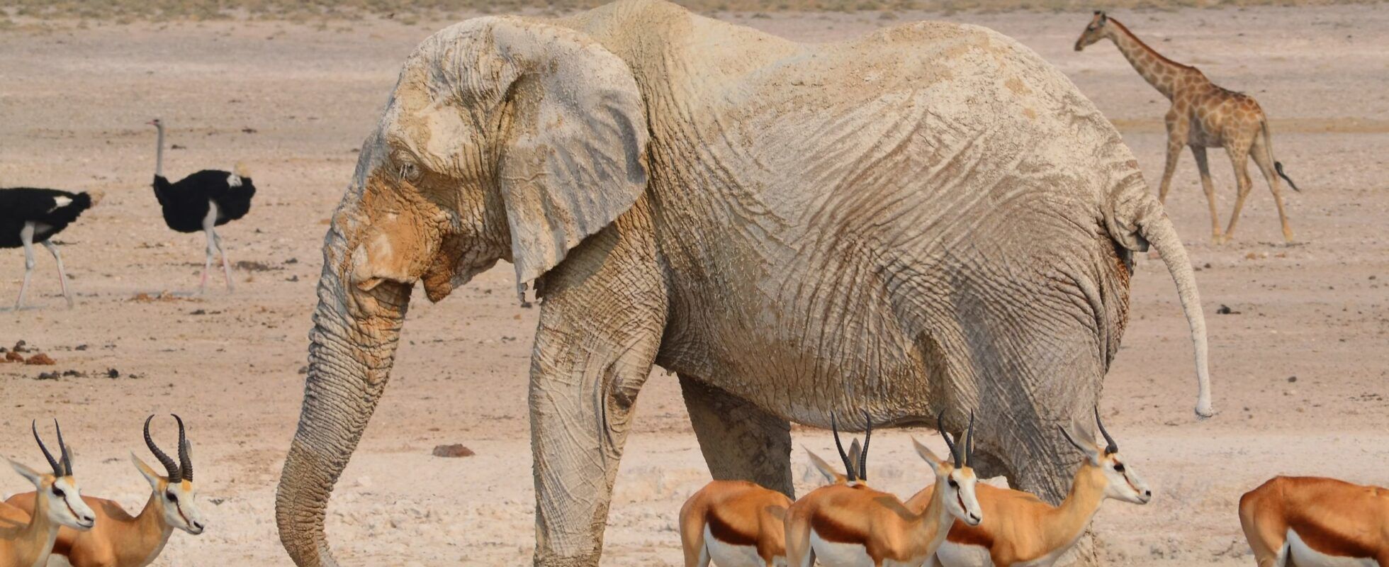 Olifant met springbokken, struisvogels en giraf in Etosha National Park in Namibië