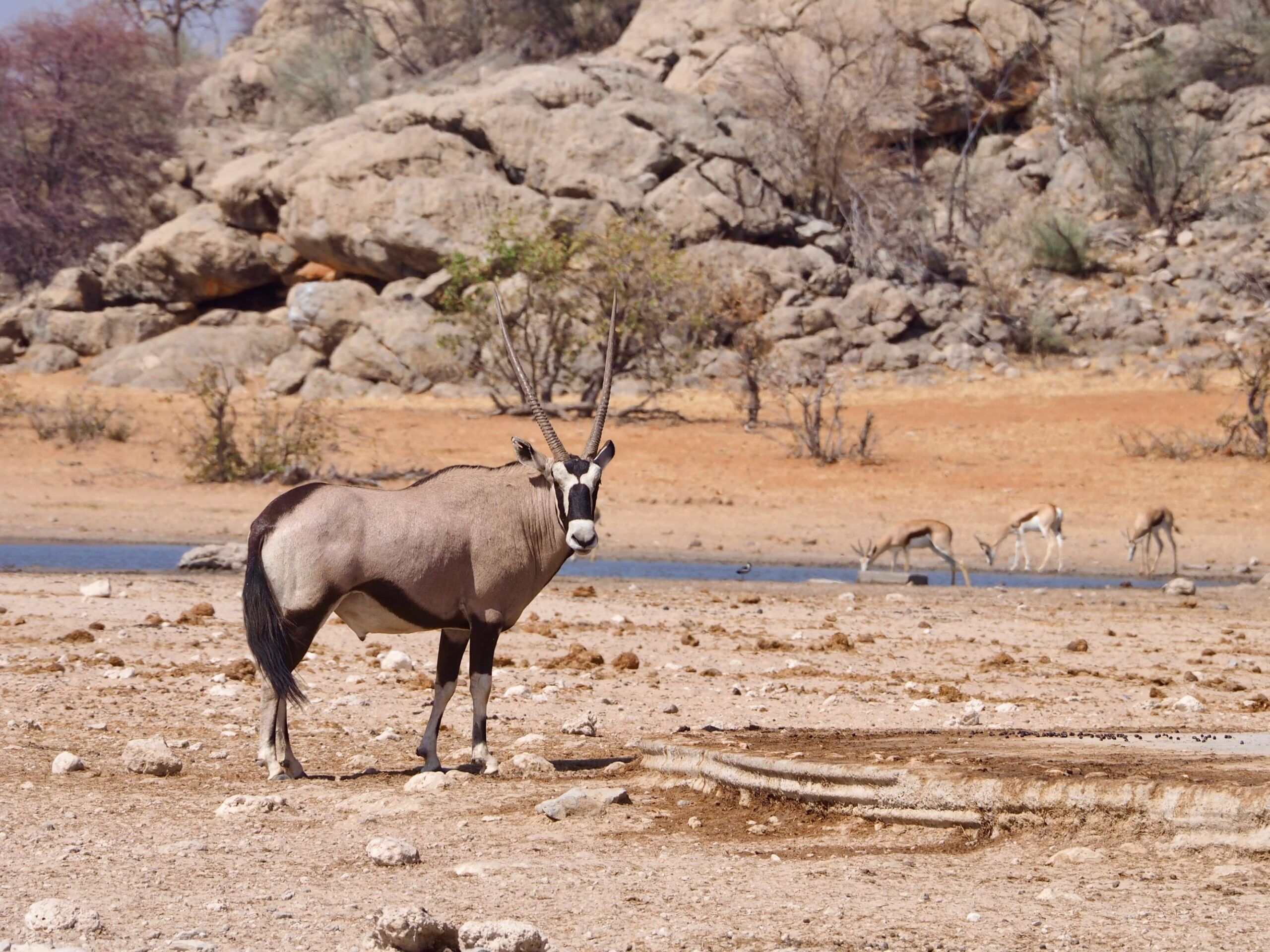Ongava Game Reserve
