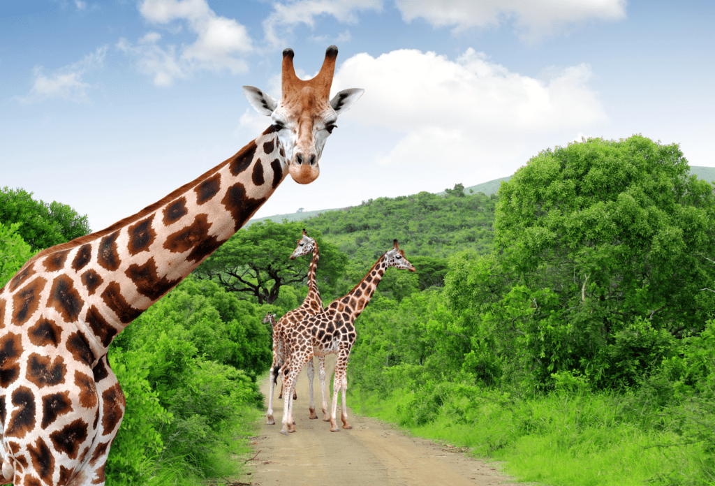 Giraffen in de Afrikaanse savanne