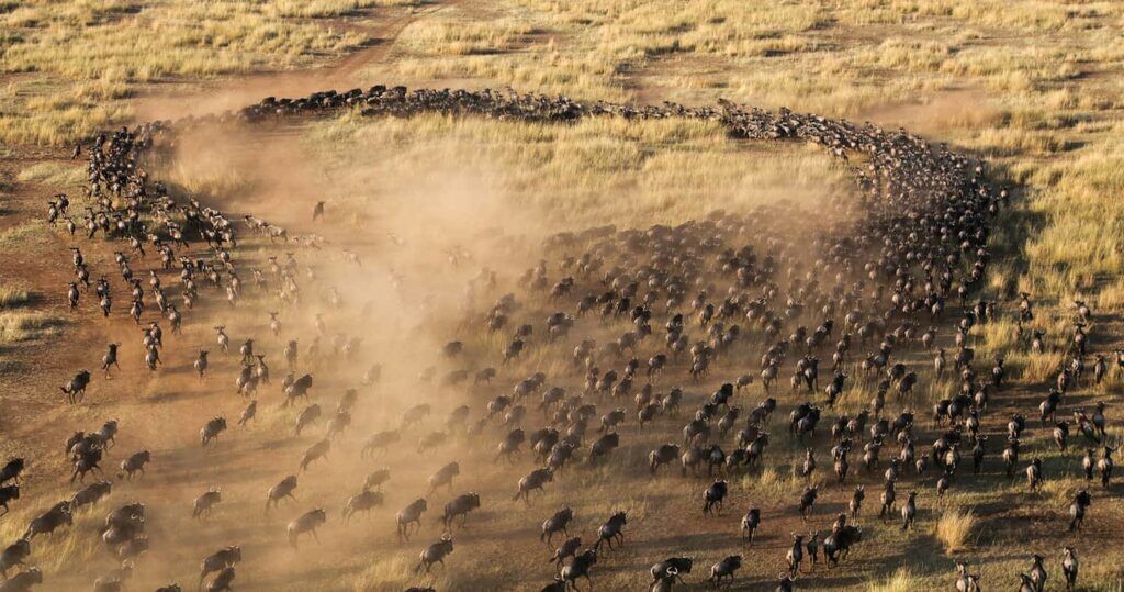 Luchtfoto van de Grote Migratie in de Serengeti, waar duizenden gnoes in een lange stoet over de savanne trekken en stofwolken opwerpen tijdens hun jaarlijkse trektocht door Tanzania.