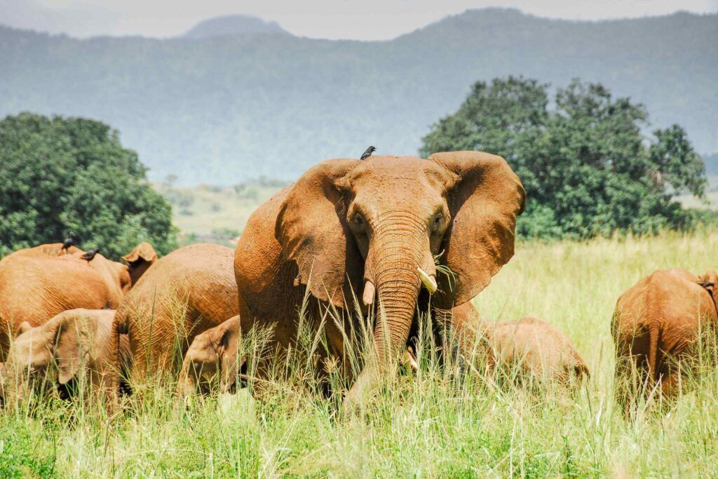 Kudde rode olifanten in Tsavo National Park, Kenya, met een imposante olifant op de voorgrond tussen het hoge gras en groene heuvels op de achtergrond.