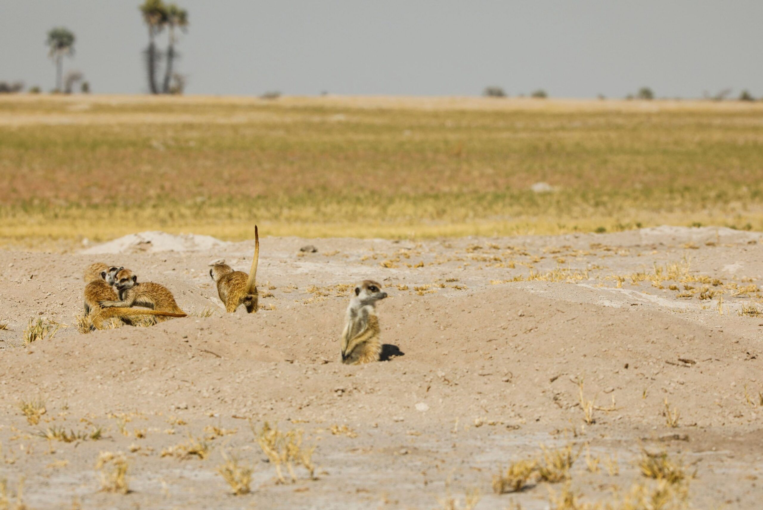 De Makgadikgadi zoutpannen