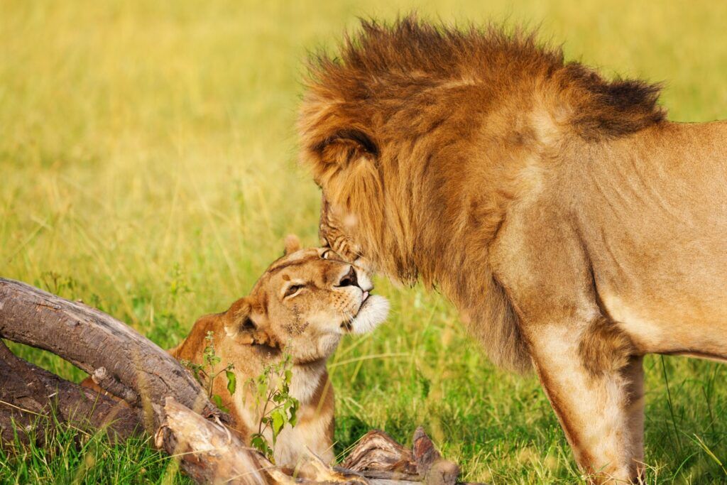 Leeuw en welp in Amboseli