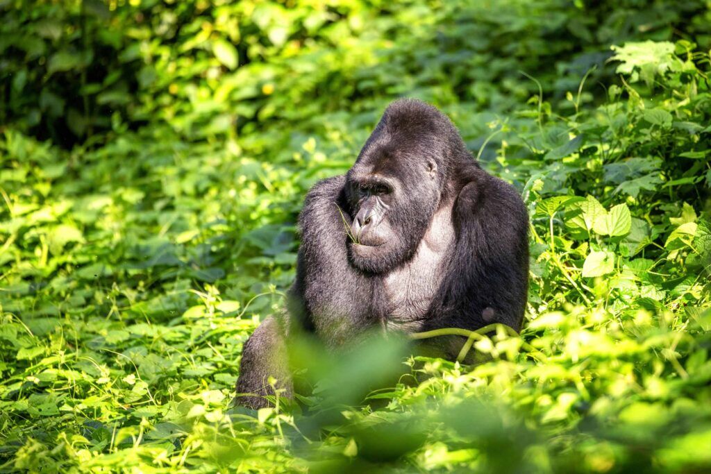 Silverbackgorilla zittend in een groene omgeving in Bwindi