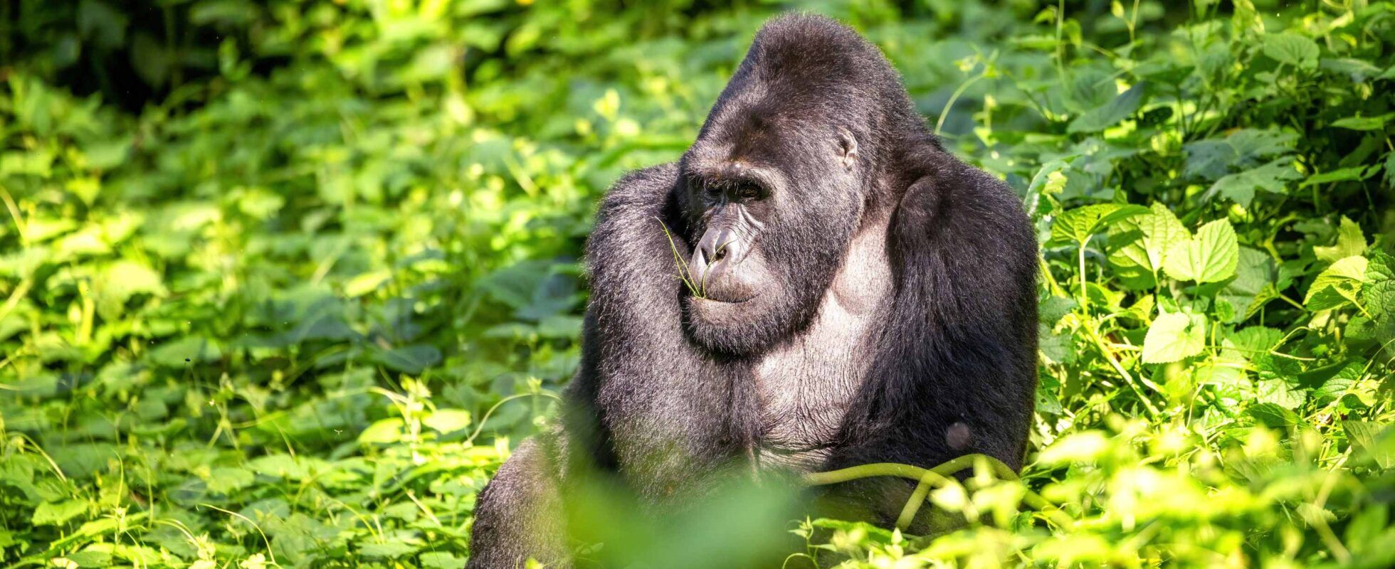 Silverbackgorilla zittend in een groene omgeving in Bwindi