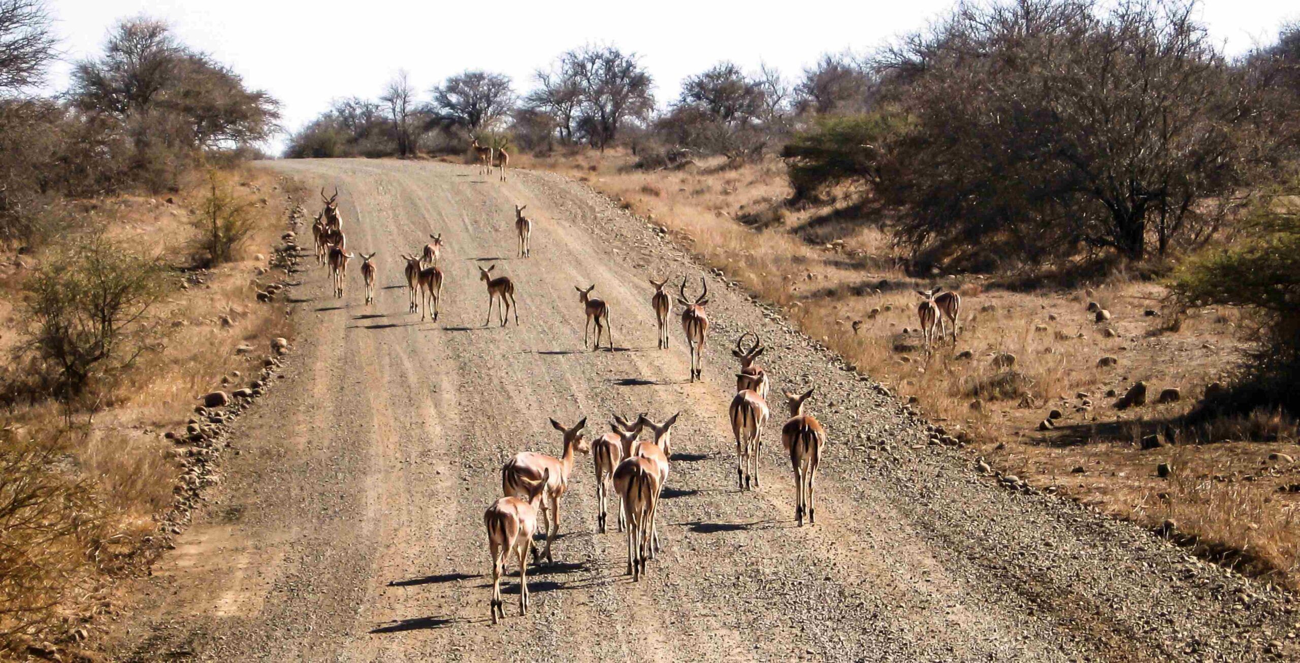 Rit van Hoedspruit naar Kruger National Park - Orpen Gate