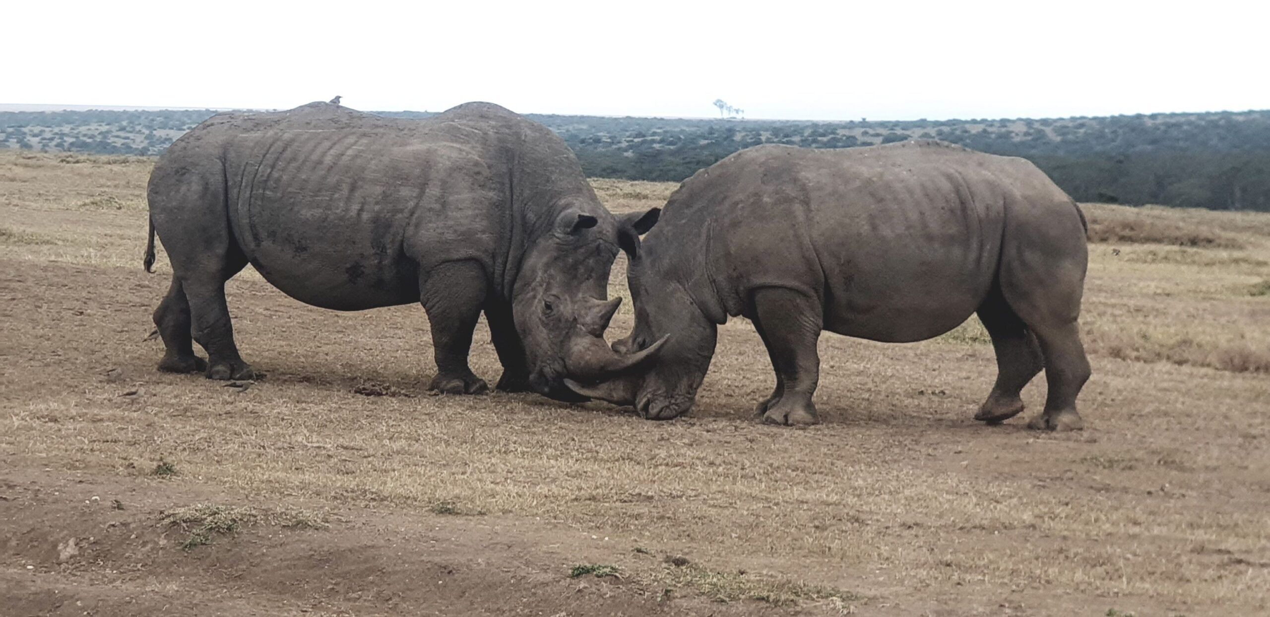 Rit van Ol' Pejeta Conservancy naar Solio Conservancy