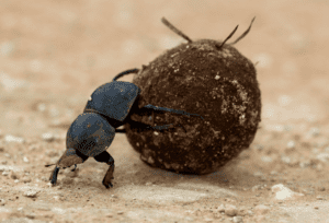 Olifant in Addo Elephant National Park