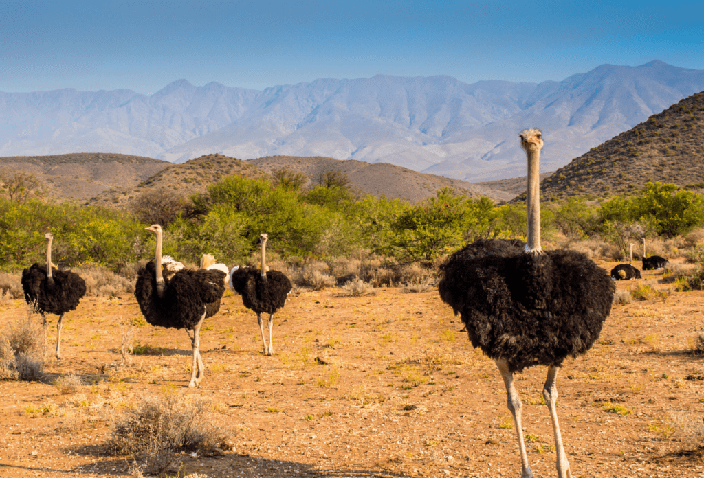 Vier struisvogels met op de achtergrond grassen en bergen