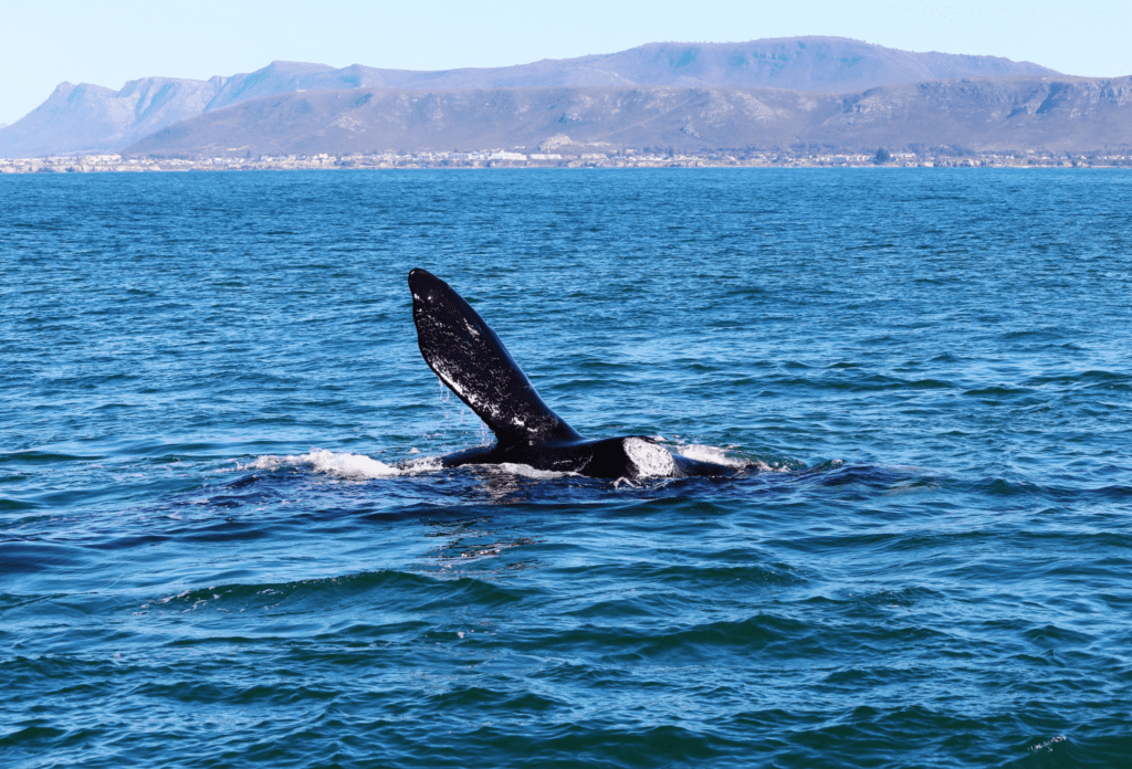 Walvis die half uit het water komt met op de achtergrond bergen