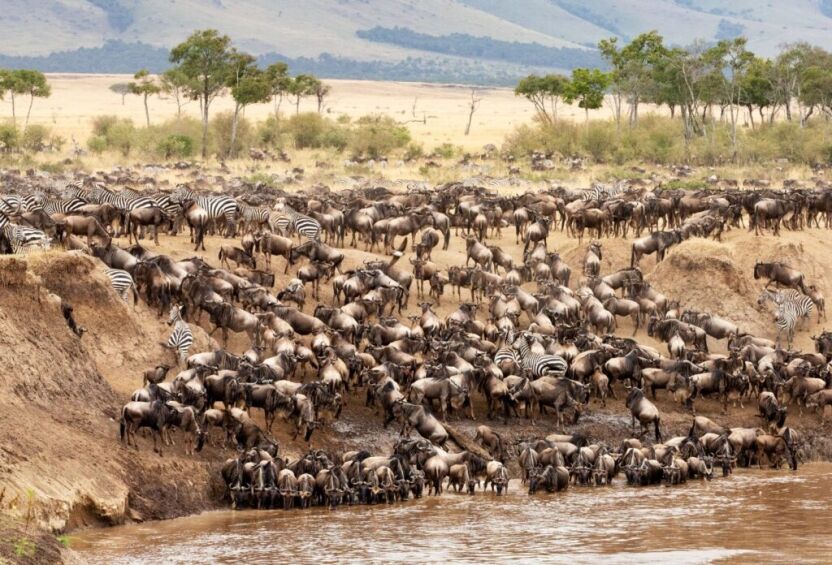 Great migration masai mara drinking at the river