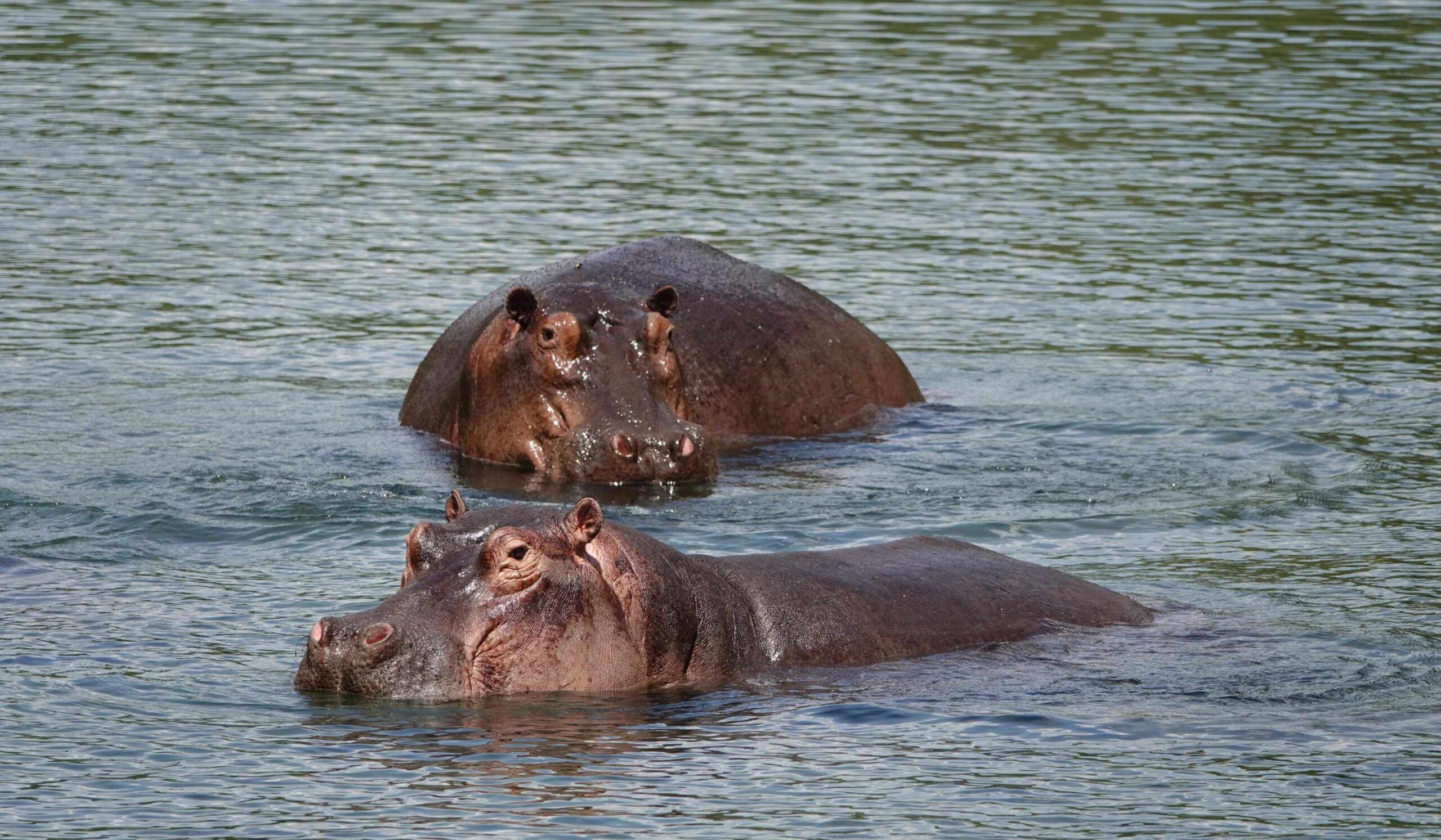 Bezoek de Mzima Springs