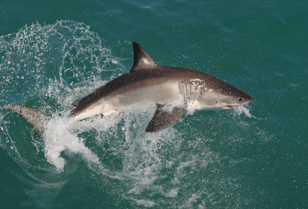 Buitenactiviteiten in Hermanus - kajakken en duiken