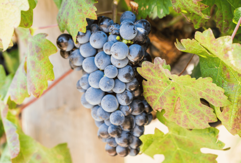 Wijnroutes en culinaire ontdekkingen in de Zuid-Afrikaanse Wijnlanden